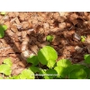 PODŁOŻE KOKOSOWE DO OGRODU WIÓRY ECO COCO CHIPS 6L Organic EKO