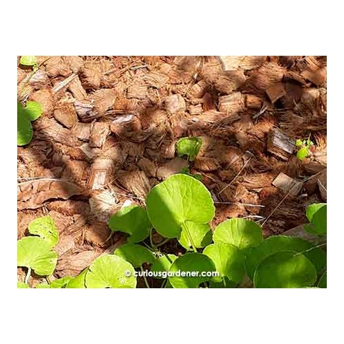 PODŁOŻE KOKOSOWE DO OGRODU WIÓRY ECO COCO CHIPS 6L Organic EKO