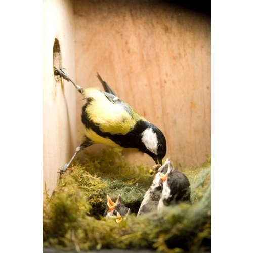 BUDKA LĘGOWA PTAKÓW SIKOREK JERZYK SZPAK HOTEL DOMEK EKO 068