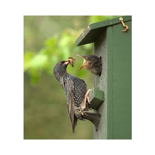 BUDKA LĘGOWA PTAKÓW SIKOREK JERZYK SZPAK HOTEL DOMEK EKO 068