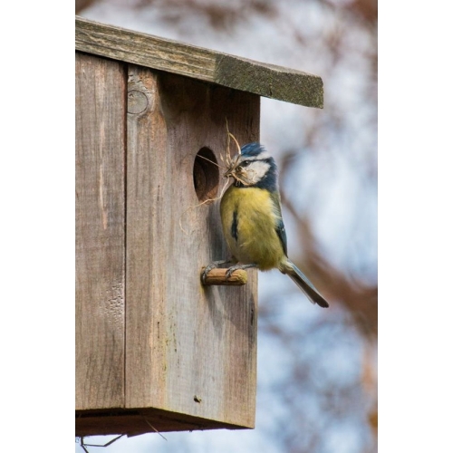 BUDKA LĘGOWA PTAKÓW SIKOREK JERZYK SZPAK HOTEL DOMEK EKO 068