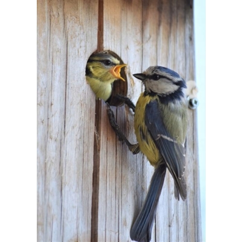 BUDKA LĘGOWA HOTEL DOMEK DLA PTAKÓW BIAŁA 22,5 95