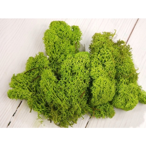 SZYSZKI BIAŁE NATURALNA SUPER DEKORACJA BIELONE DO STROIKU finest nature 91