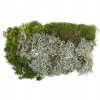 MECH NATURALNY SUPER DEKORACJA CHROBOTEK ZIELONY + SREBRNY DECO MOSS