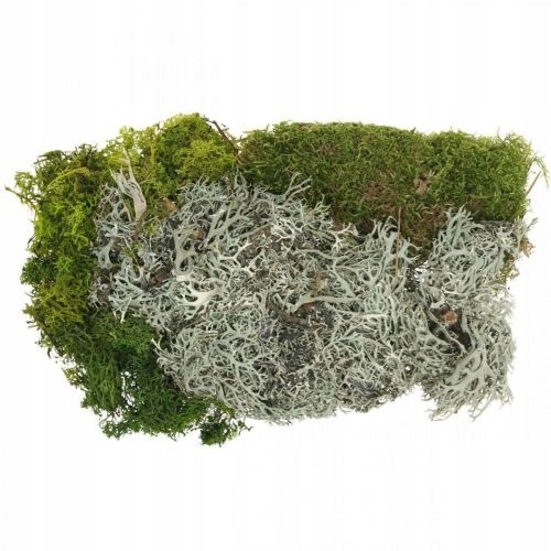 MECH NATURALNY SUPER DEKORACJA CHROBOTEK ZIELONY + SREBRNY DECO MOSS
