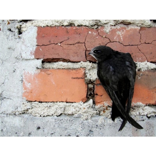 BUDKA LĘGOWA DOMEK DLA PTAKÓW JERZYK 8 x 6 x 9,2cm