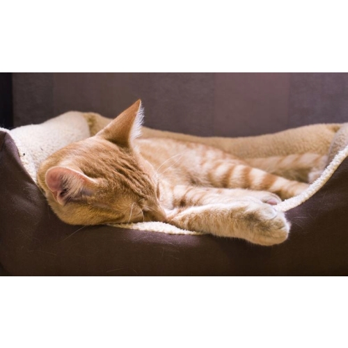 HAMAK Home Accents LEGOWISKO ŁÓŻKO DLA KOTA PSA KOLOR NIEBIESKI 57x36x28cm