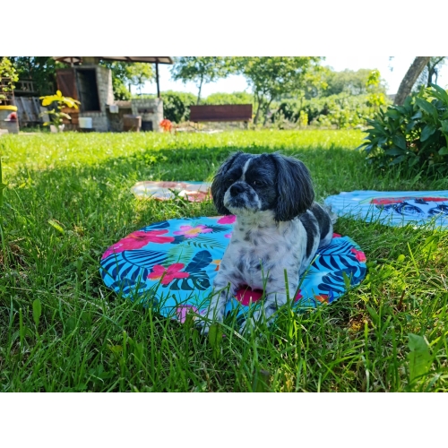 MATA CHŁODZĄCA DLA PSA KOTA 60 cm OKRĄGŁA ARBUZ