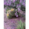 DYFUZOR ZAPACHOWY Z PATYCZKAMI 200 ML CACTUS 430