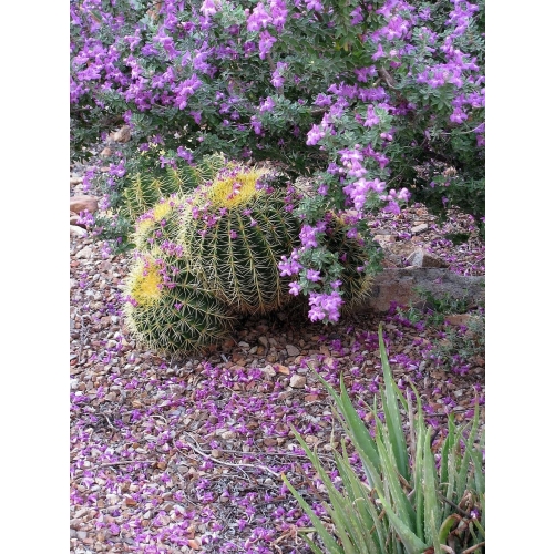 DYFUZOR ZAPACHOWY Z PATYCZKAMI 200 ML CACTUS 430
