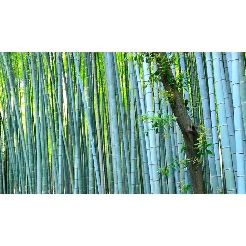 Klamerki spinacze do prania naturalne drewno bambusowe mocne 40 sztuk EKO