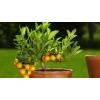 DYFUZOR ZAPACHOWY Z PATYCZKAMI FRESH LINEN 350 ML