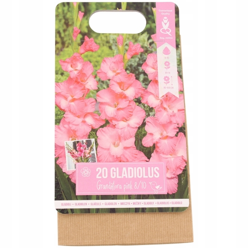 Cebulki kwiatowe Gladiole Mieczyki 20 sztuk różowe
