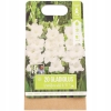 Cebulki kwiatowe Gladiole Mieczyki 20 sztuk białe 80-100 cm piękne duże
