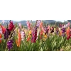 Cebulki kwiatowe Gladiole Mieczyki 20 sztuk białe 80-100 cm piękne duże