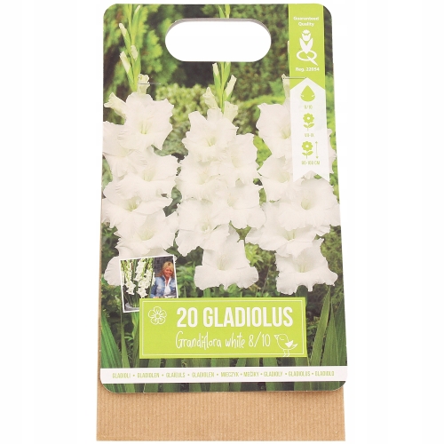 Cebulki kwiatowe Gladiole Mieczyki 20 sztuk białe 80-100 cm piękne duże