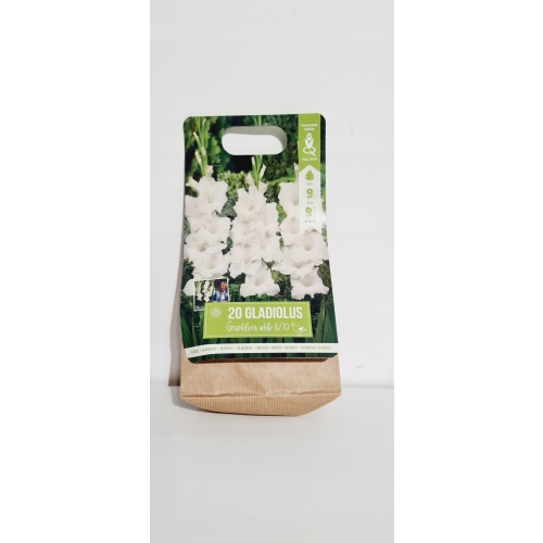 Cebulki kwiatowe Gladiole Mieczyki 20 sztuk białe 80-100 cm piękne duże