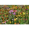 Mieszanka nasiona dzikich kwiatów WILD FLOWER DYWAN KWIATÓW garden MIX
