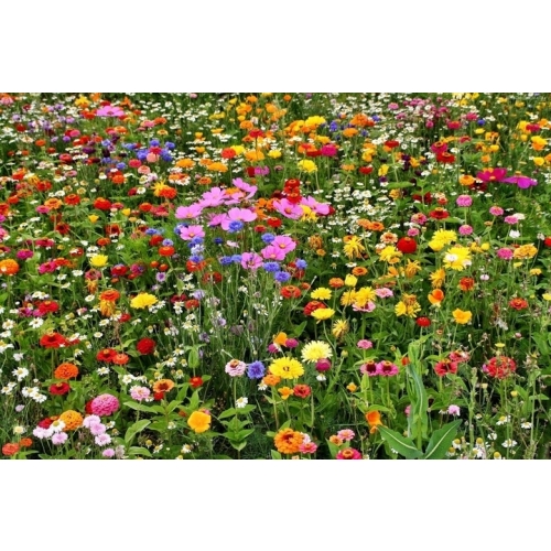 Mieszanka nasiona dzikich kwiatów WILD FLOWER DYWAN KWIATÓW garden MIX