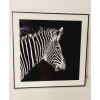 Nowoczesny i designerski Obraz Czarno Biały 50 x 50 cm Czarna Rama ZEBRA