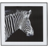Nowoczesny i designerski Obraz Czarno Biały 50 x 50 cm Czarna Rama ZEBRA