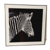 Nowoczesny i designerski Obraz Czarno Biały 50 x 50 cm Czarna Rama ZEBRA