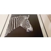 Nowoczesny i designerski Obraz Czarno Biały 50 x 50 cm Czarna Rama ZEBRA