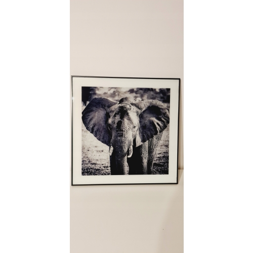 Nowoczesny i designerski Obraz Czarno Biały 50 x 50 cm Czarna Rama ZEBRA