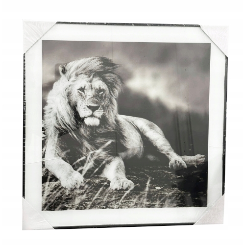 Nowoczesny i designerski Obraz Czarno Biały 50 x 50 cm Czarna Rama ZEBRA