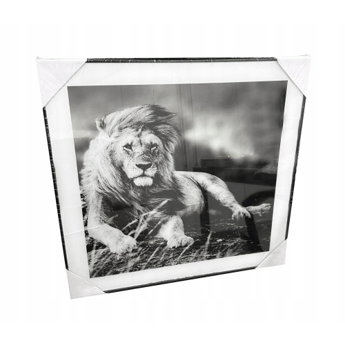 Nowoczesny i designerski Obraz Czarno Biały 50 x 50 cm Czarna Rama ZEBRA