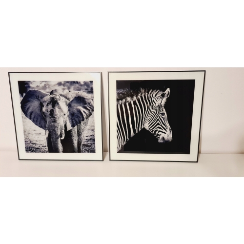 Nowoczesny i designerski Obraz Czarno Biały 50 x 50 cm Czarna Rama ZEBRA