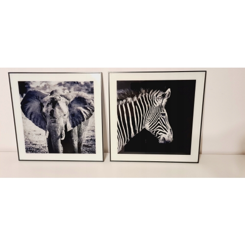 Nowoczesny i designerski Obraz Czarno Biały 50 x 50 cm Czarna Rama ZEBRA