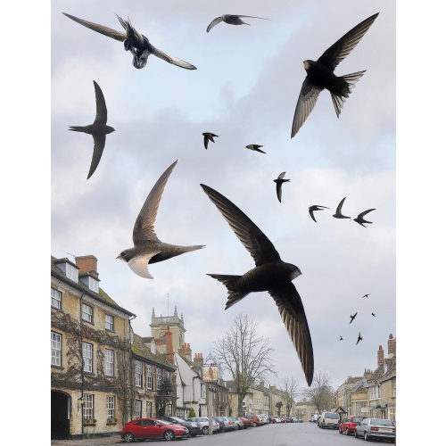 BUDKA LĘGOWA DLA PTAKÓW SIKORKA JERZYK SZPAK HOTEL DOMEK EKO SOLIDNY CIEMNY