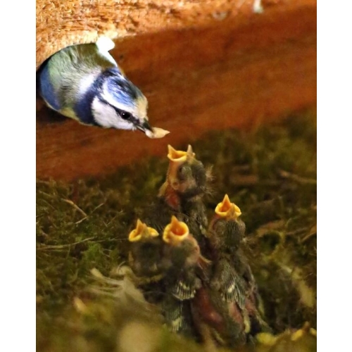 BUDKA LĘGOWA DLA PTAKÓW SIKORKA JERZYK SZPAK HOTEL DOMEK EKO SOLIDNY CIEMNY