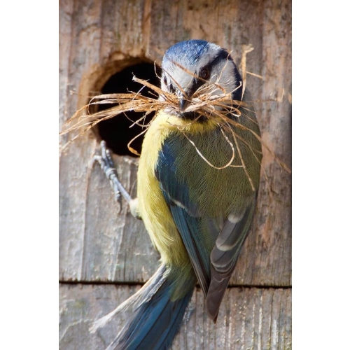BUDKA LĘGOWA DLA PTAKÓW SIKORKA JERZYK SZPAK HOTEL DOMEK EKO SOLIDNY CIEMNY