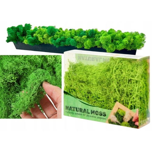 Mech CHROBOTEK dekoracyjny prawdziwy naturalny Jasno-Zielony Light 24 g