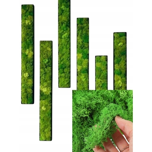 Mech CHROBOTEK dekoracyjny prawdziwy naturalny Jasno-Zielony Light 24 g