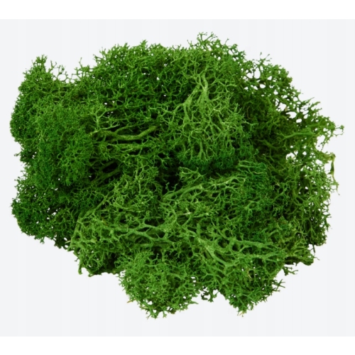 Mech CHROBOTEK dekoracyjny prawdziwy naturalny Ciemno-Zielony Dark 24 g